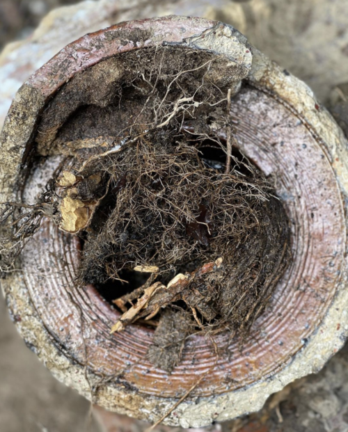 Roots in blocked drain