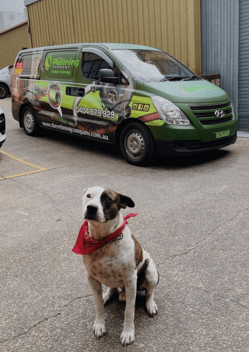 dog with red scarf