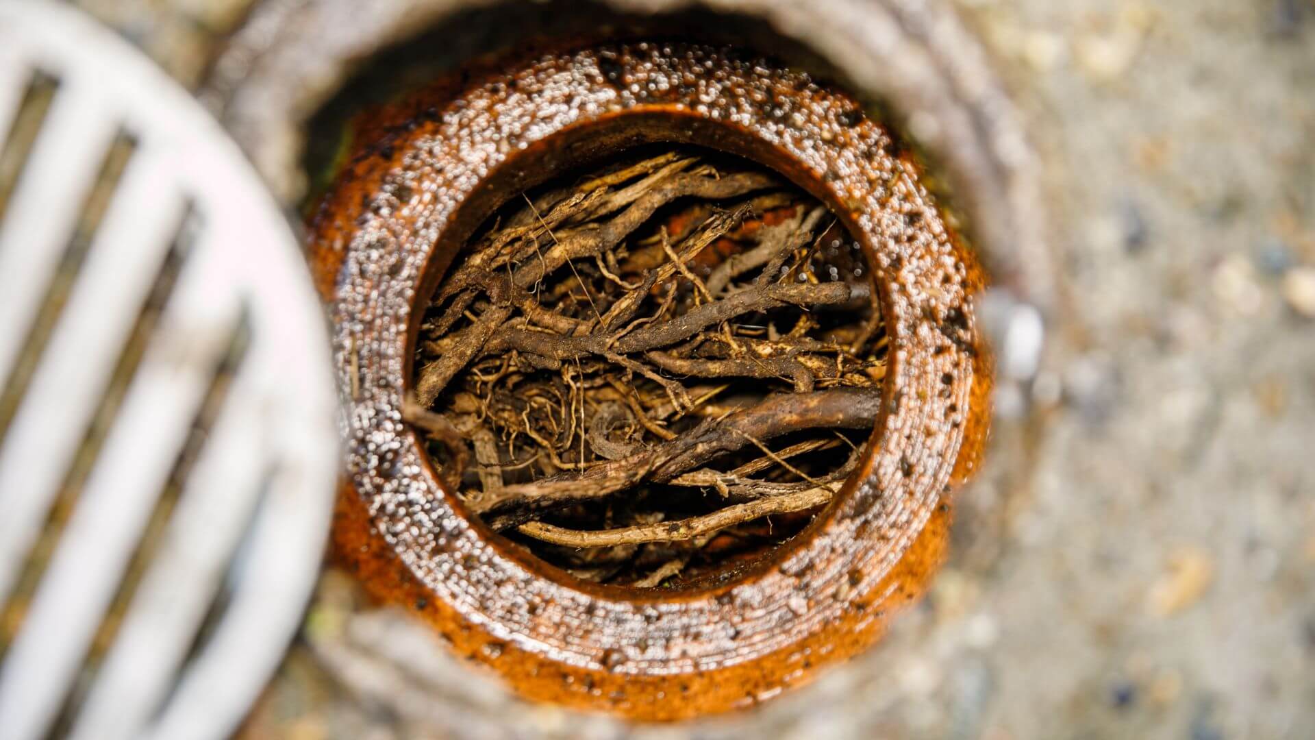 tree roots in the drain